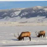 elk reserve wyoming