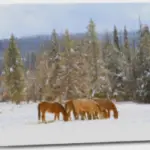 wyoming horses winter