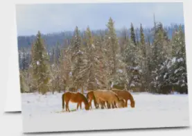 wyoming horses winter