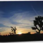 Joshua Tree Sunset
